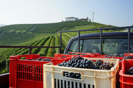 Baskets with bunches of Nebbiolo grapes during the harvest in the Cannubi region in Braolo, Piedmont...