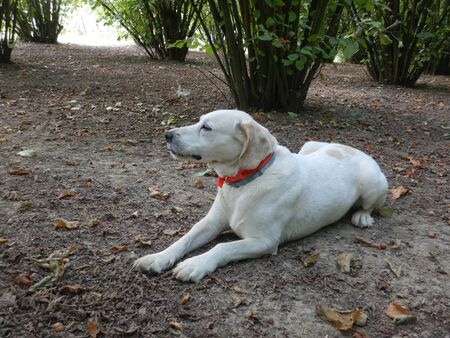 Rocky: dog for truffles research, La Morra - Italyの写真素材