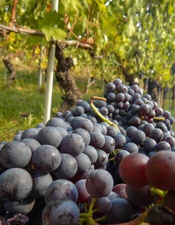 Harvest in a vineyard at Cannubi in Barolo, Piedmont - Italyの写真素材