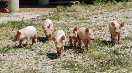 Some piglets run in a meadowの写真素材