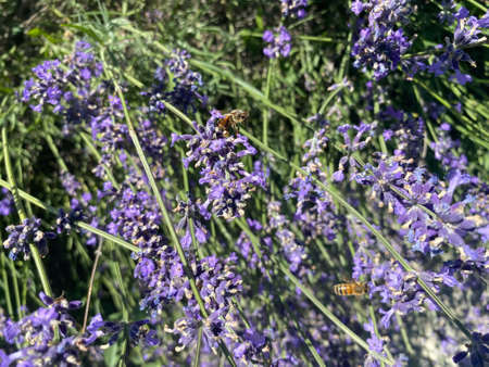 High Langa: a lavender field in Paroldo, Piedmont - Italy