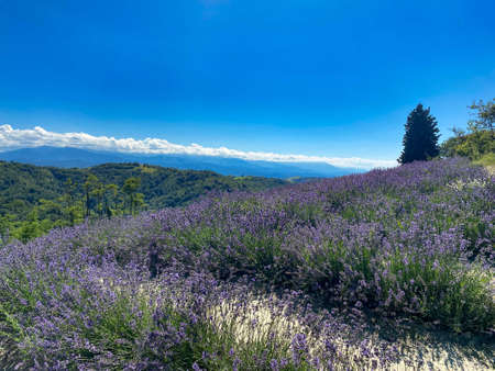 High Langa: a lavender field in Paroldo, Piedmont - Italyの写真素材