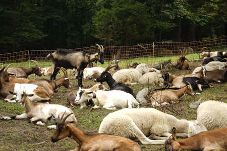Goats rest in a mountain pasture