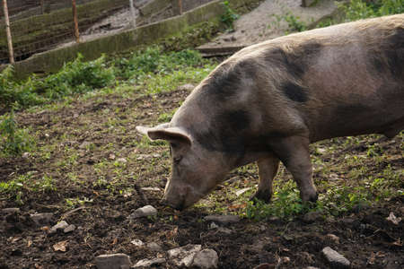 A pig in an outdoor farm, Piedmont - Italyの写真素材