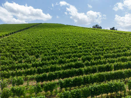 A field of young hazelnut trees near Alba in Piedmont, Italy