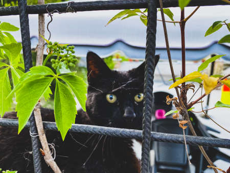 Black cat over the meowing grateの写真素材