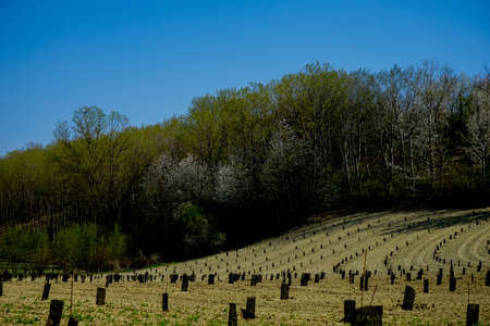 Field of young hazelnuts near Alba, Piedmont - Italy