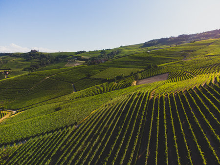 The vineyards on the Langhe hills seen from La Morra, Piedmont - Italyの写真素材