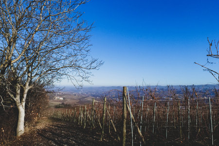 In winter among the vineyards of the Langhe in Piedmont - Italyの写真素材