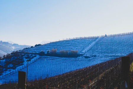 In Barolo among the vineyards in the Cannubi area, Piedmont - Italyの写真素材