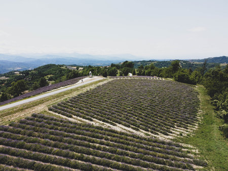 Overview of the hills in Sale San Giovanni with lavender fields, Piedmont - Italy