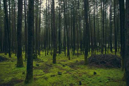 Natural forest looking up landscape. High quality photo beautiful landscape upload