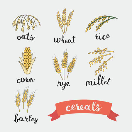 Vector illustration of ripe ears of cereals with inking and lettering names in English