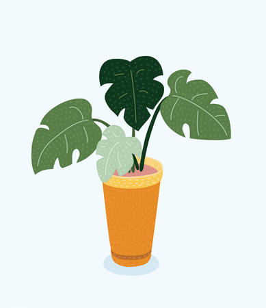 Vector cartoon illustration of Monstera plant in pot. Object on white background.のイラスト素材
