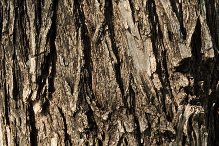 Tree bark