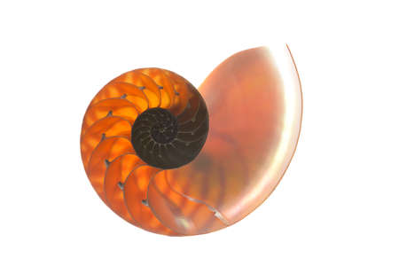 Seashellの写真素材