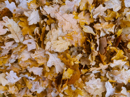 Brown oak leaves fallen on the ground forming a perfect autumn carpetの写真素材