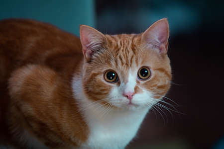 Authentic image of a ginger cat looking at the camera with a beautiful warm and cosy background.の写真素材