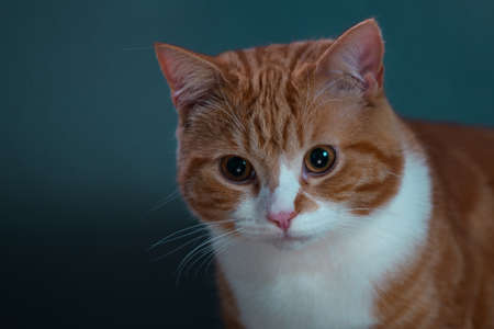 Authentic image of a ginger cat looking at the camera with a beautiful warm and cosy background.
