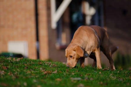 Lovely brown or ginger labrador female dog pictured outdoors.の写真素材