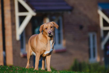 Lovely brown or ginger labrador female dog pictured outdoors.の写真素材