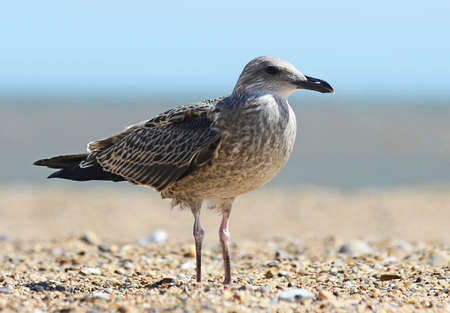 Seagulls pictured on a beach looking for food leftovers from people.