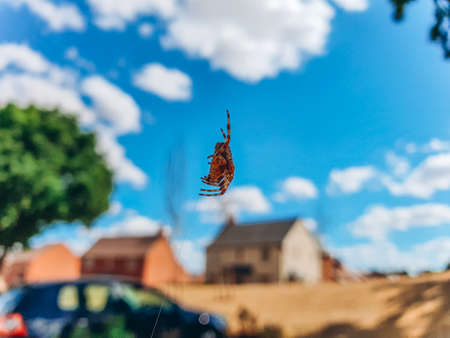 UK Garden Spider hanging on the spider web in a residential area.