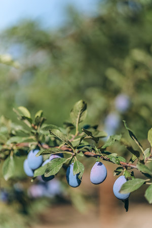 Selective focus shot of ripe blue purple plums in the plum garden ideal for harvesting, farming or agricultural industry background.の写真素材
