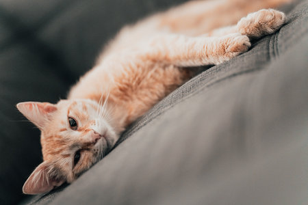 Lovely ginger cat looking at the camera while relaxing on the sofa indoorsの写真素材