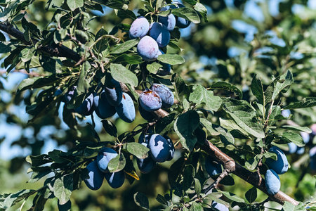 Selective focus shot of ripe blue purple plums in the plum garden ideal for harvesting, farming or agricultural industry background.の写真素材