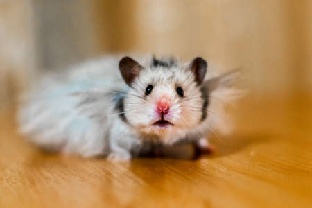 hamster with long hairの写真素材
