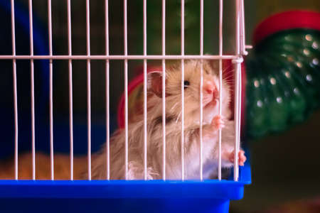 Cute funny hamster sitting in a cageの写真素材