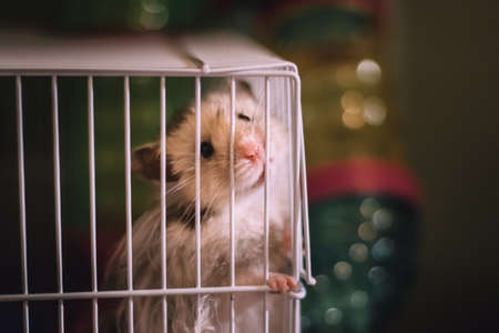 Cute funny hamster sitting in a cageの写真素材