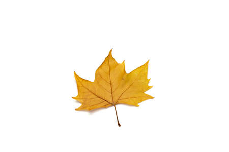 dried leaves on white backgroundの写真素材