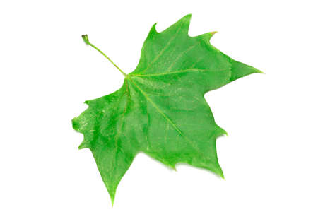 dried leaves on white backgroundの写真素材