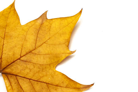dried leaves on white background