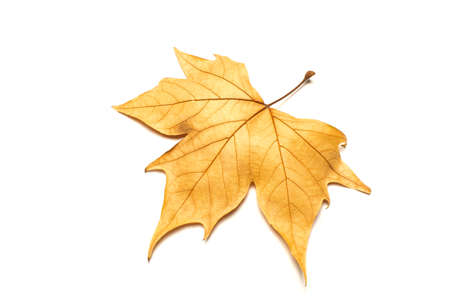 dried leaves on white backgroundの写真素材