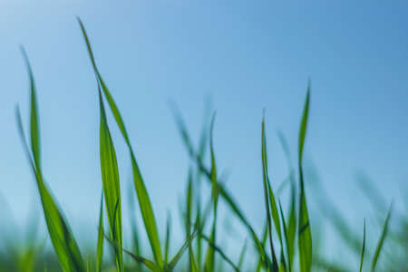 Green grass over a blue sky.の写真素材