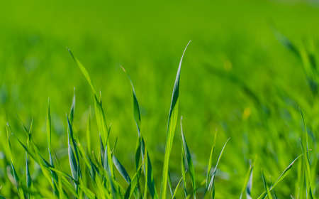 green grass textureの写真素材