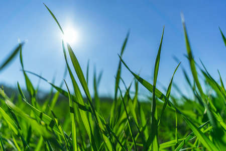 Green grass over a blue sky.の写真素材