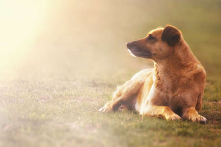 sad homeless dog face sitting on the street with blurred backgroundの写真素材