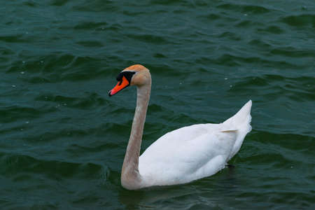 White swan swimming in the lakeの写真素材