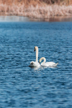 White swan swimming in the lakeの写真素材