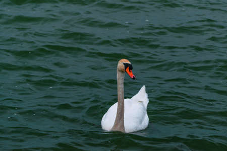 White swan swimming in the lakeの写真素材