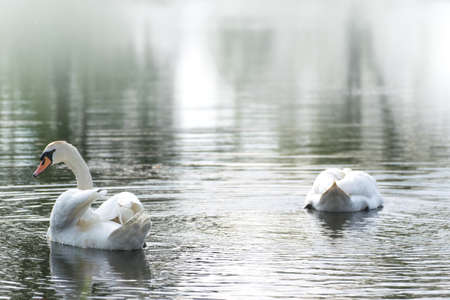 White swan swimming in the lakeの写真素材