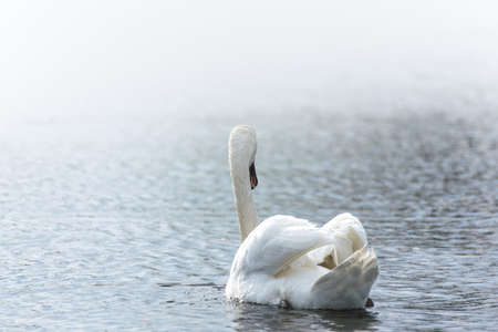 White swan swimming in the lakeの写真素材