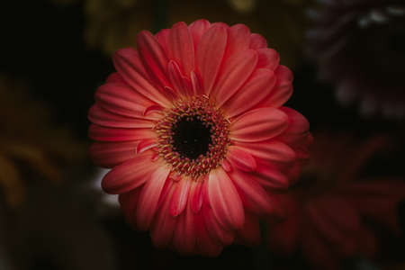 Floral vintage card with flowers.の写真素材