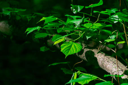 green leaves on the treeの写真素材