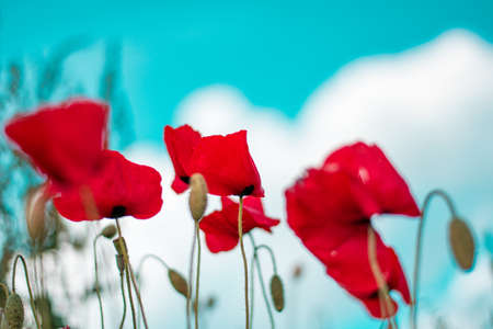 Red poppy flower in fieldの写真素材
