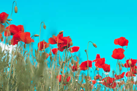 Red poppy flower in fieldの写真素材